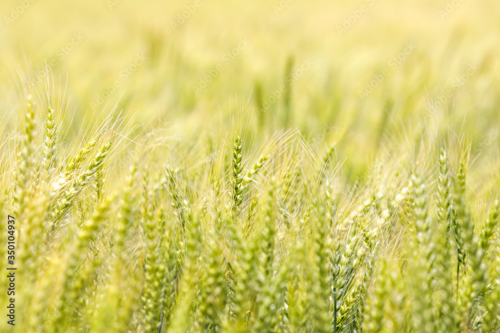 収穫前の瑞々しい麦