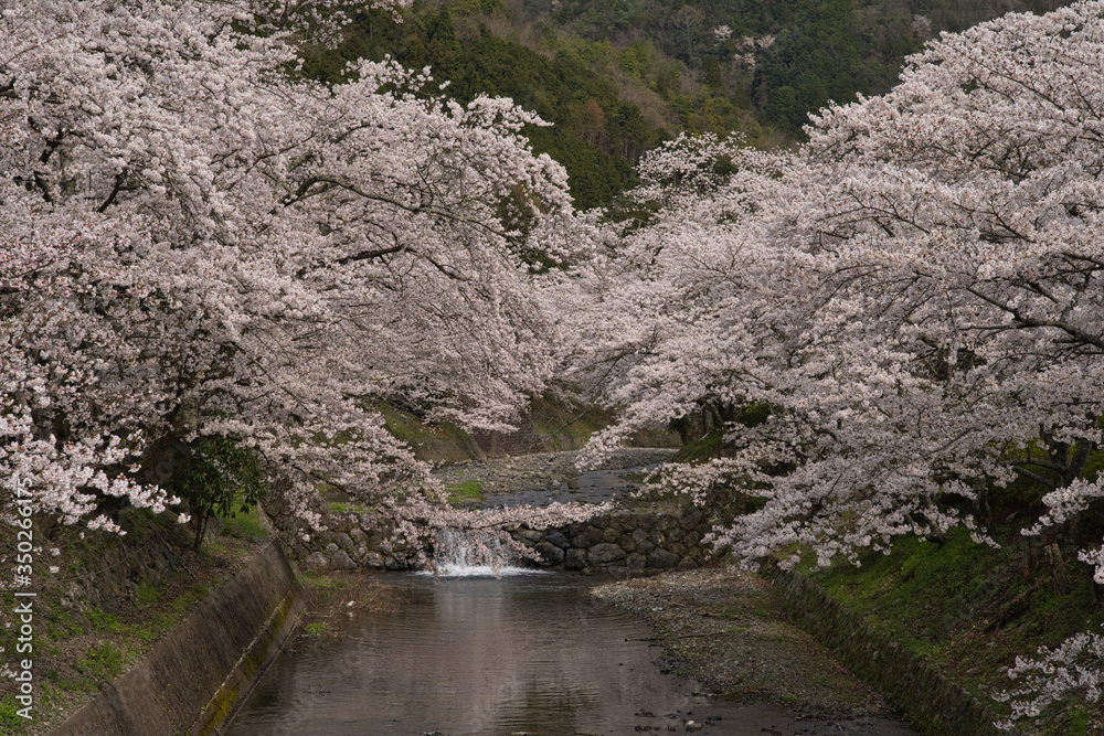 京都亀岡　和らぎの道　七谷川沿いの桜