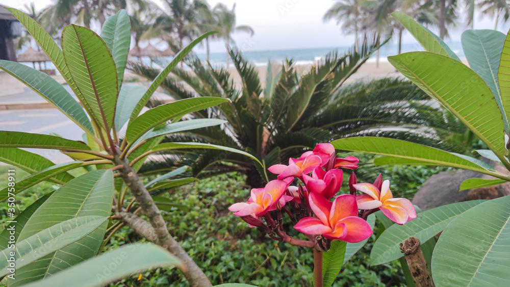 背景为深绿色的热带粉色花鸡蛋花的枝条