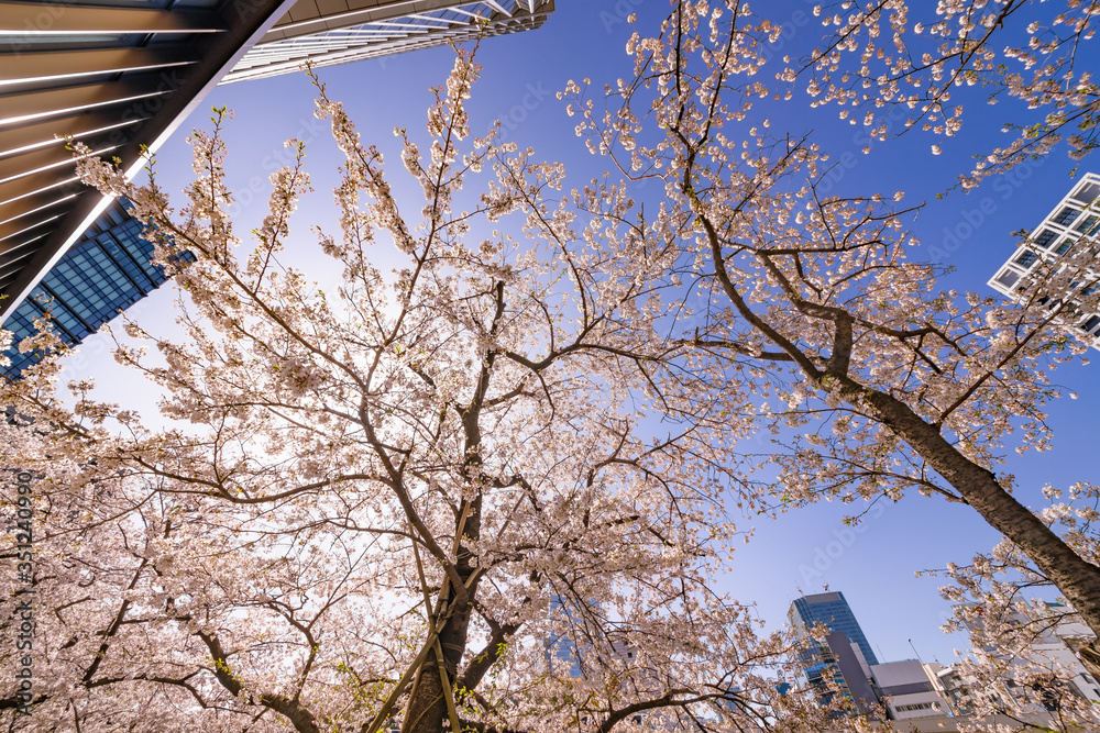 都会に咲く綺麗な桜