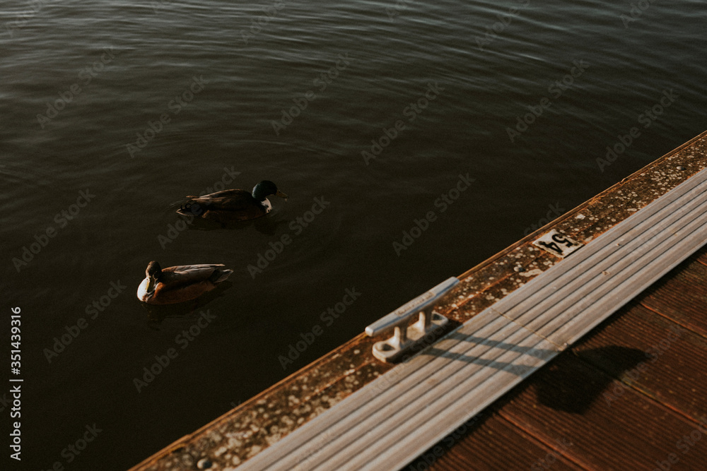 鸭子在布里斯托尔安静的海滨游泳