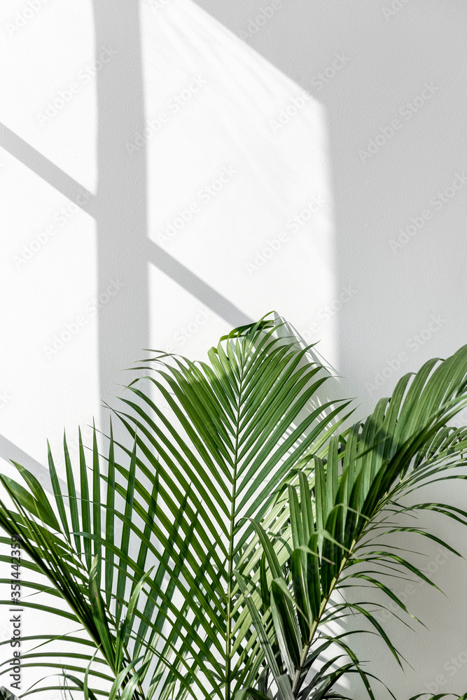 白墙上的新鲜绿色槟榔棕榈叶