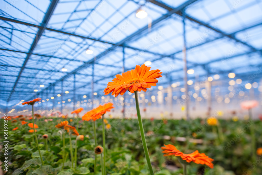 橙色非洲菊在模糊背景的温室里开花。花卉生产和种植。非洲菊