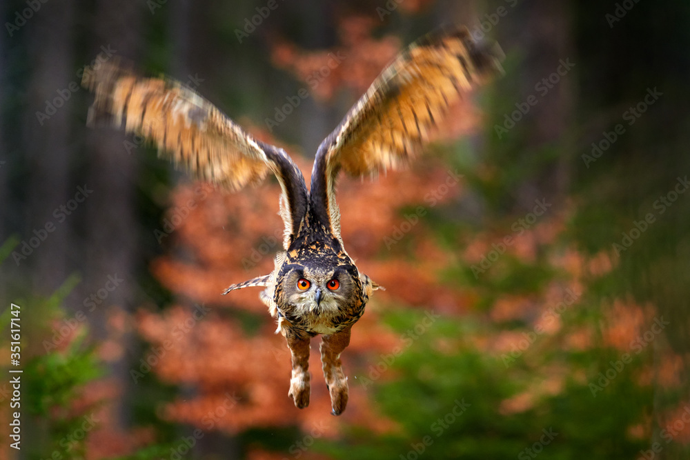 欧亚鹰鸮，Bubo Bubo，坐在树干上，森林里的野生动物照片，橙色a