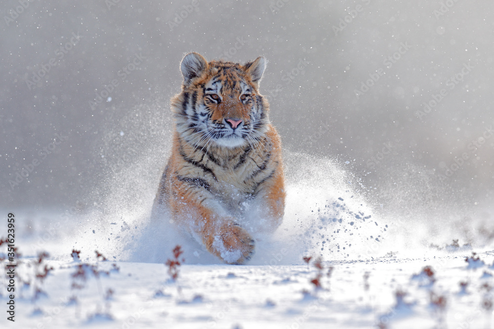 野生冬季老虎，在雪地里奔跑。西伯利亚虎，东北虎。雪花