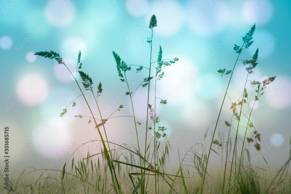抽象的花卉背景，清晨的草地上有美丽的梦幻般的博克