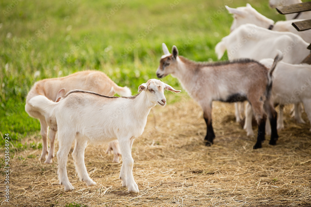 一群小山羊走在绿草上，米色、棕色和白色的山羊走了，天气好，summ