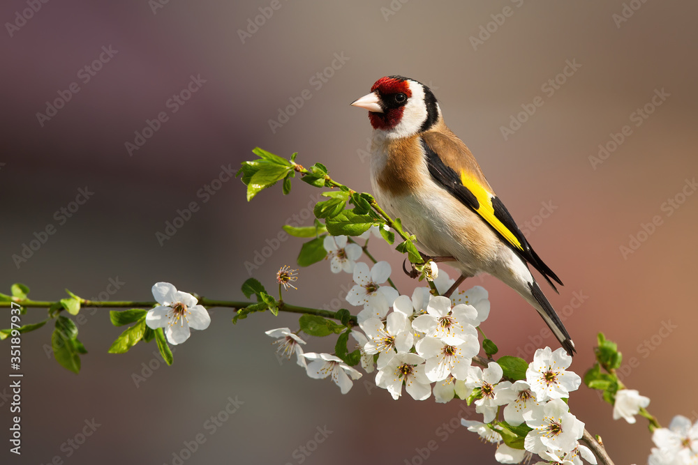 欧洲金翅雀的彩色雄性，carduelis carduelis，坐在树枝上，花朵盛开