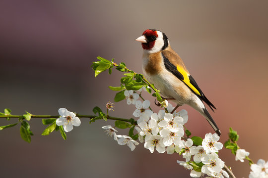 彩色的雄性欧洲金翅雀，花翅金翅雀，坐在花翅开花的树枝上