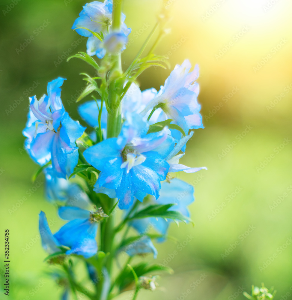 Blue bell flowers on blurred background. Delphinium on a background blur bokeh. Close-up picture of 
