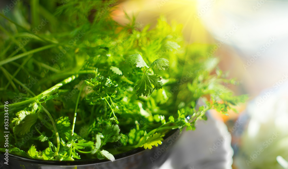 Parsley. Fresh organic parsley leaves in metal colander on a table. Diet, dieting concept. Vegan foo