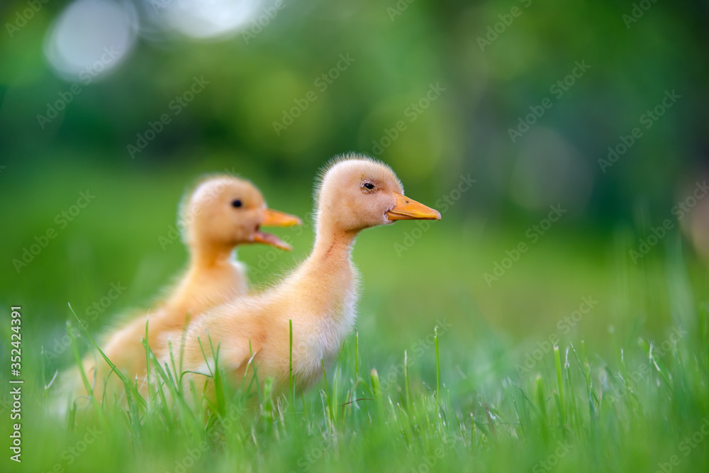 春天绿草上有趣的黄色小鸭子