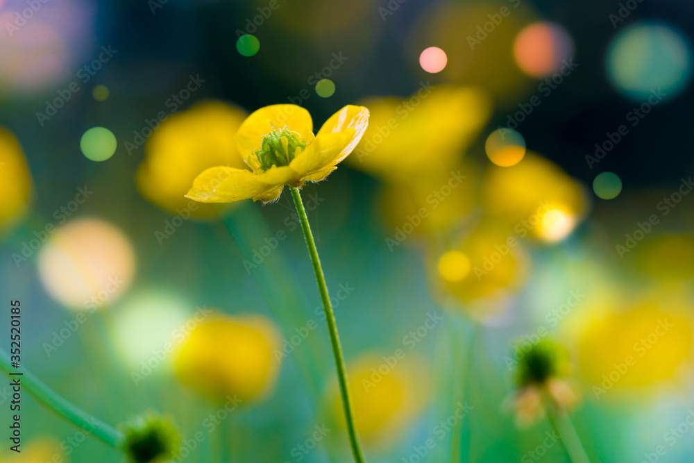 抽象的花卉背景，清晨的草地上有美丽而梦幻的博凯
