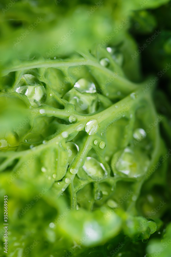 萨伏伊卷心菜（Brassica oleracea sabauda）的新鲜叶子，在家里长出了很多露水