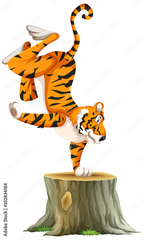 Tiger standing on one hand