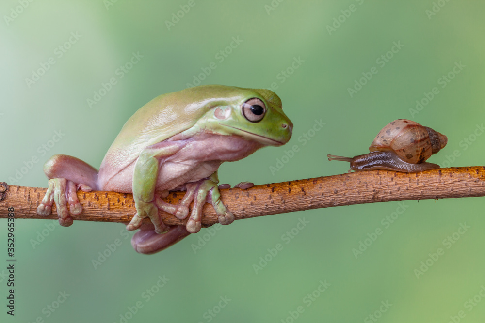 树蛙和蜗牛的友谊故事
