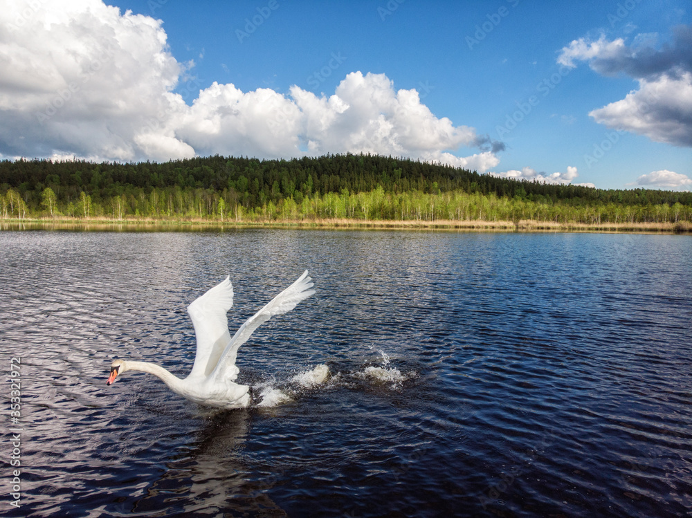 哑天鹅（天鹅座彩色）。水上的白天鹅。河上游泳的白天鹅