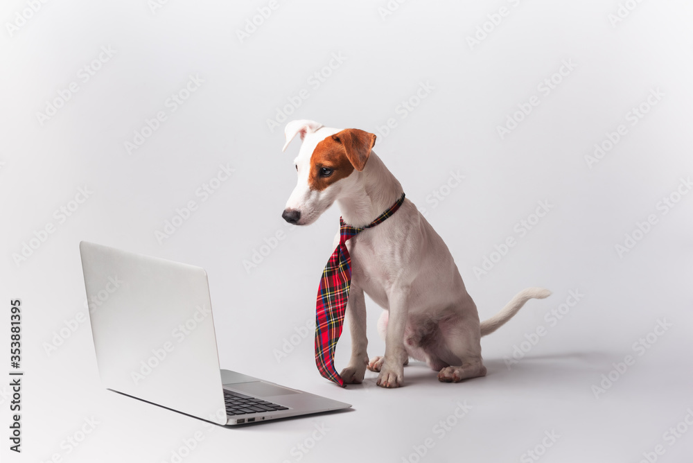 可爱的杰克罗素梗系着领带，用白色背景隔离的笔记本电脑，宠物狗看着电脑