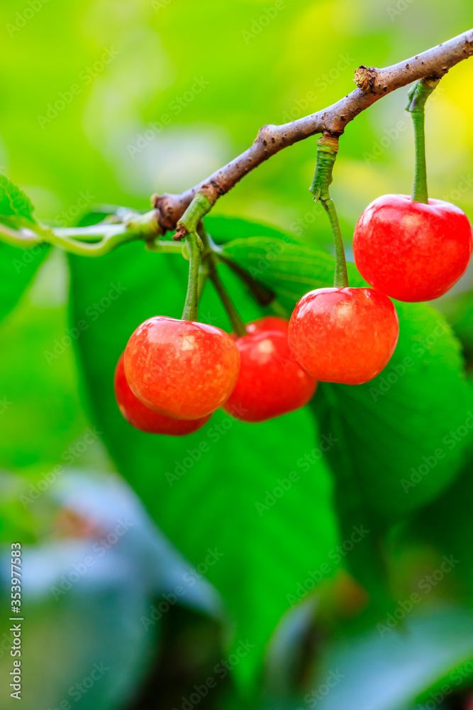Cherry tree with ripe cherries in the orchard.