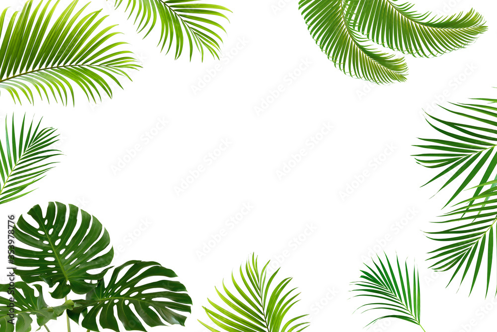 The leaves of Monstera and palm. The leaves separate the Swiss cheese plant separately on a white ba
