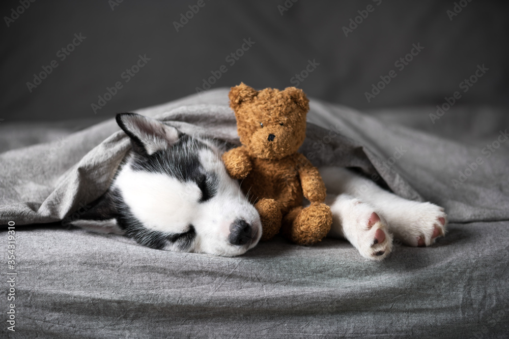 A small white dog puppy breed siberian husky with beautiful blue eyes lays on grey carpet with bear 