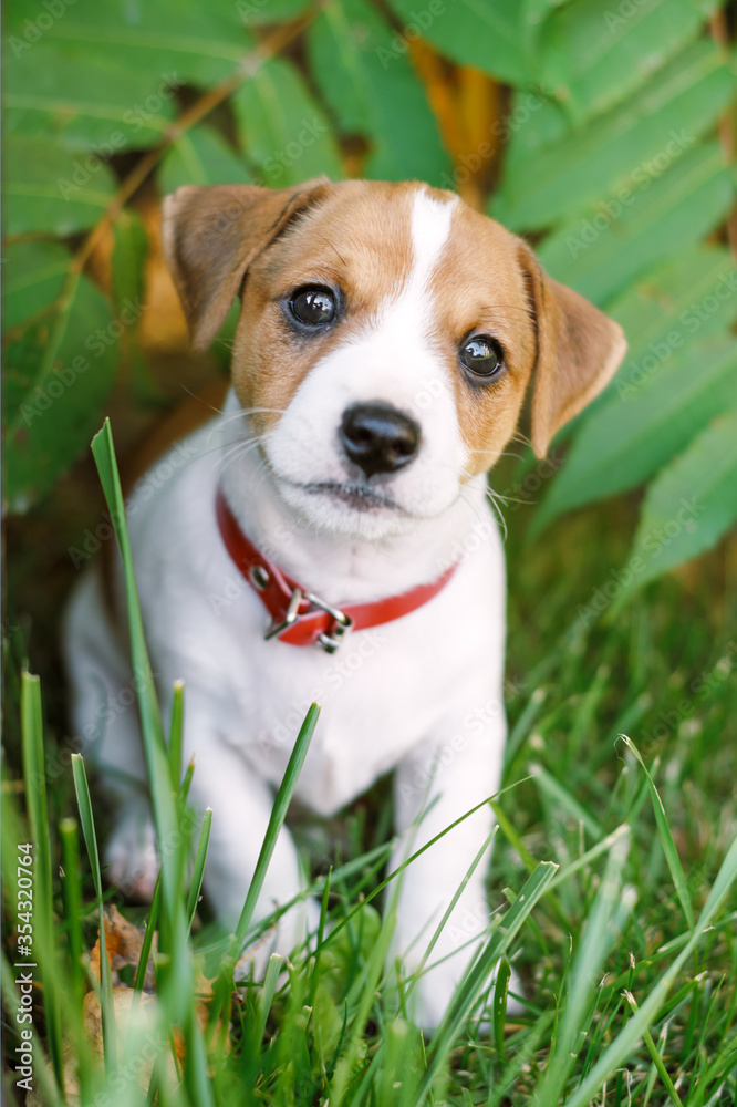 在家附近的绿色草坪上，一只白色小狗品种的杰克·拉塞尔梗有着美丽的眼睛。狗
