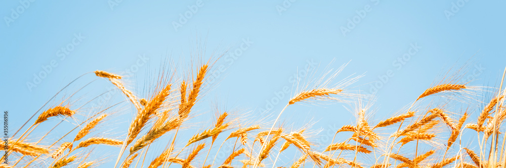 晴朗的蓝天上的金色小麦穗特写背景