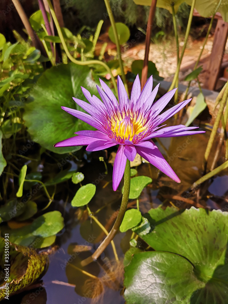 花园里水池里的紫莲花