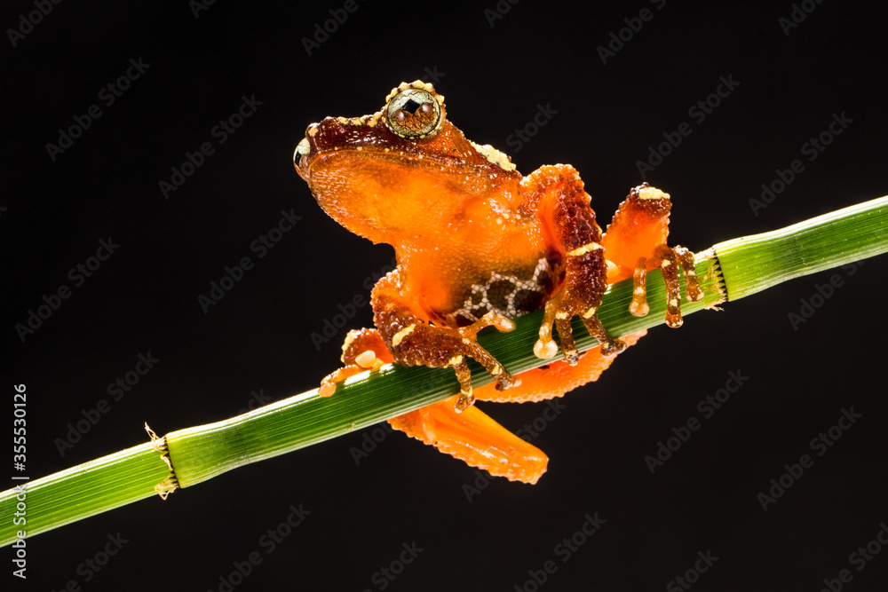 爪哇特有的珍珠蛙