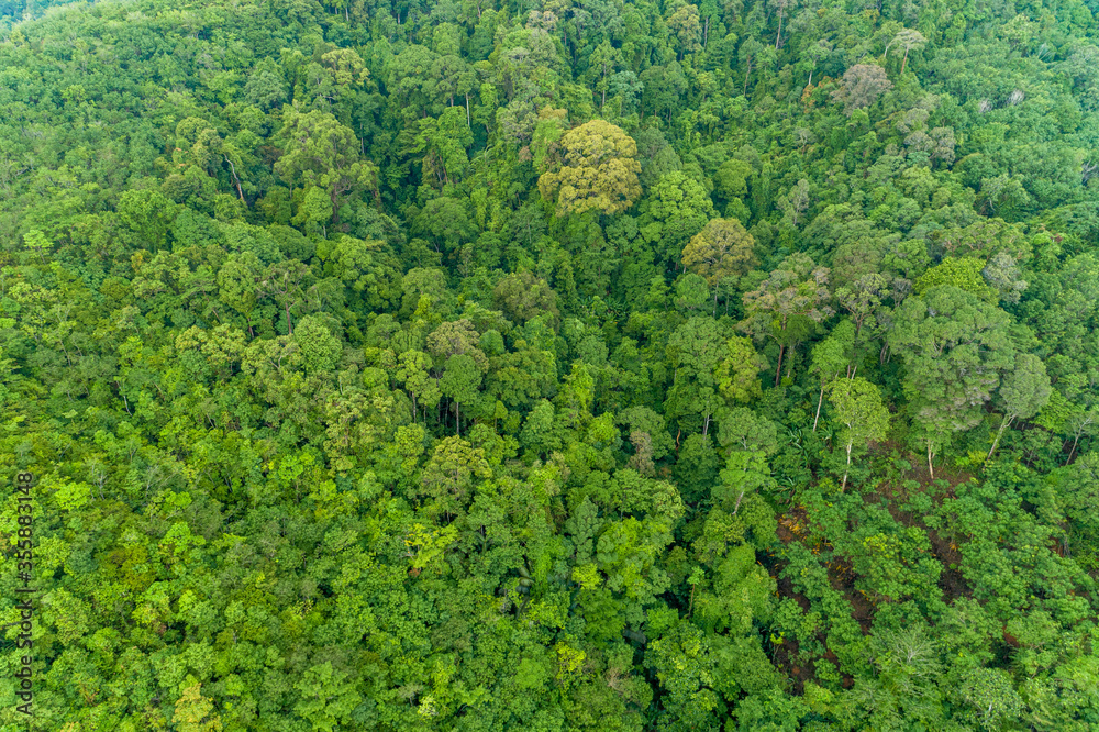 高空高角度俯视雨林树木生态系统和健康环境背景博蒂