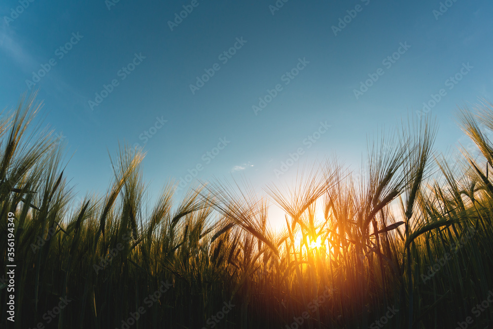 傍晚日落时的绿色大麦大农田