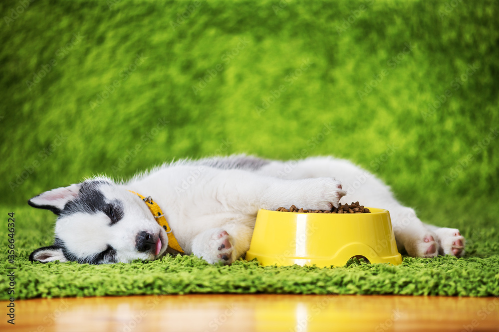 一只白色小狗品种的西伯利亚哈士奇，黄色喂食器里有干狗粮，躺在绿色汽车上