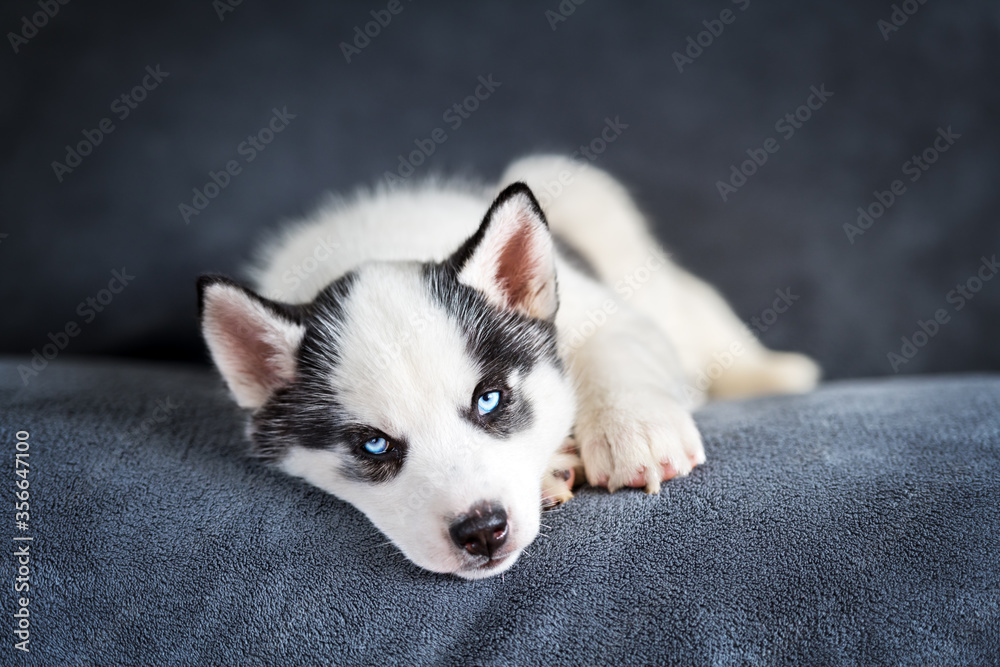 一只白色小狗品种的西伯利亚哈士奇，有着美丽的蓝眼睛，睡在灰色地毯上。狗和