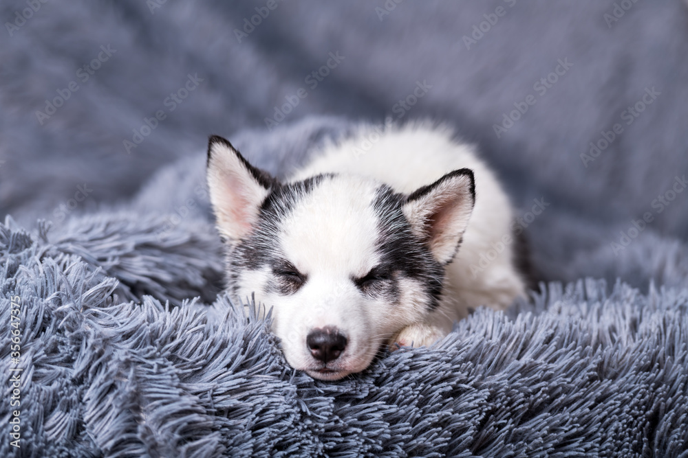 一只白色小狗品种的西伯利亚哈士奇，有着美丽的蓝眼睛，睡在灰色地毯上。狗和