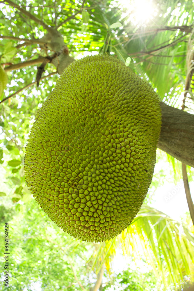 Asian summer fruits named Jackfruit scientific name Artocarpus heterophyllus hanging on jackfruit tr