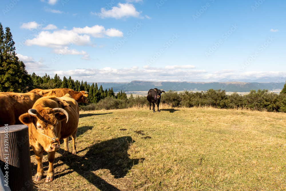 棕色和黑色的奶牛在Unzen的田野里吃草，背景是Unzen山谷，日本。