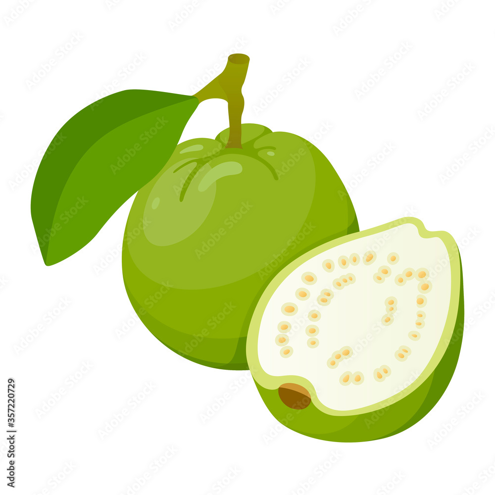 Guava, tasty edible tropical green fruit icon