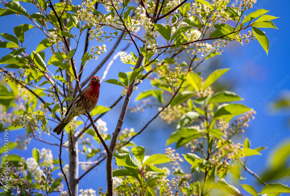House Finch Sitting On Tree Branch With Blue Sky