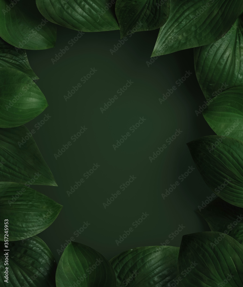 Minimal nature background for summer concept. Hosta leaf frame on green background. 3d render illust