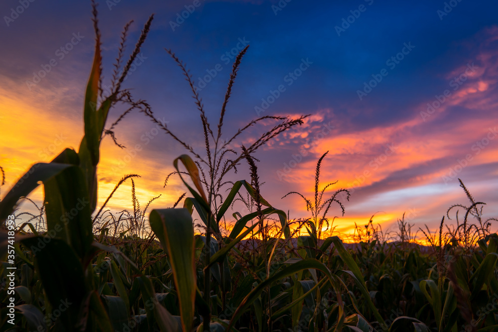玉米地和黄昏的天空和日落后的黄昏