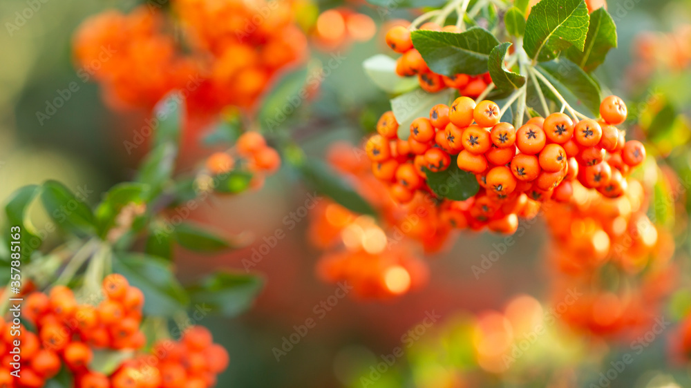 树枝上有成熟的橙色罗望子。特写。