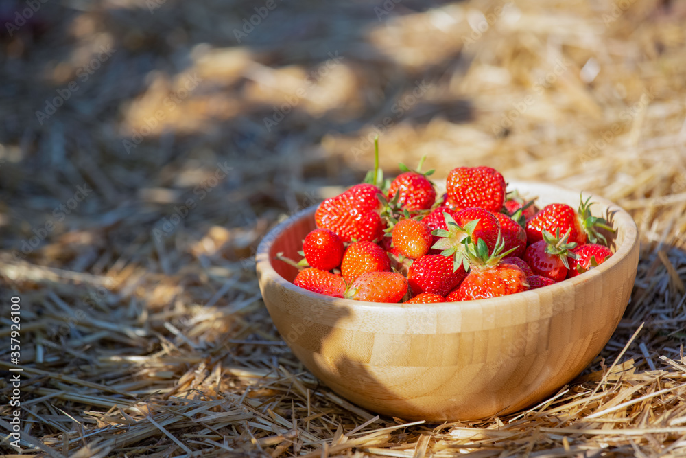 草莓放在一个木碗里，放在果园里。新鲜成熟的有机草莓放在木碗里。