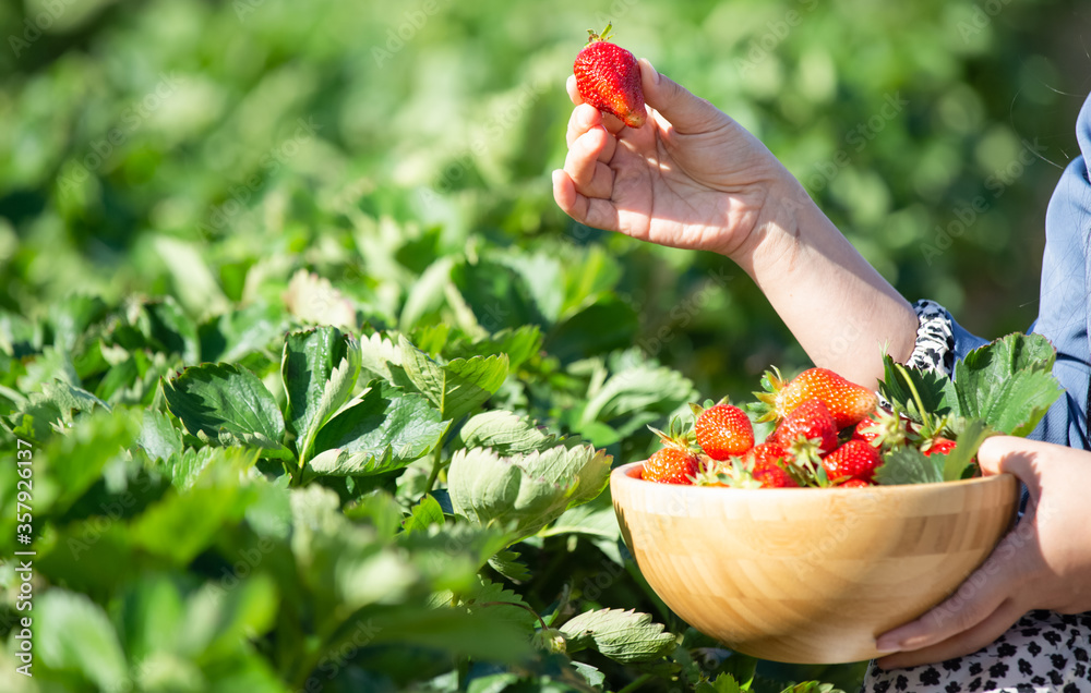 美女在果园里摘草莓。新鲜成熟的有机草莓在
