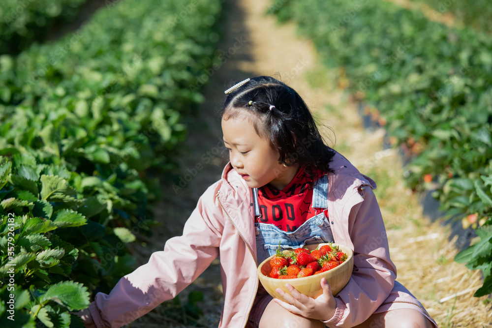 孩子们在果园里摘草莓。新鲜成熟的有机草莓放在木碗里。