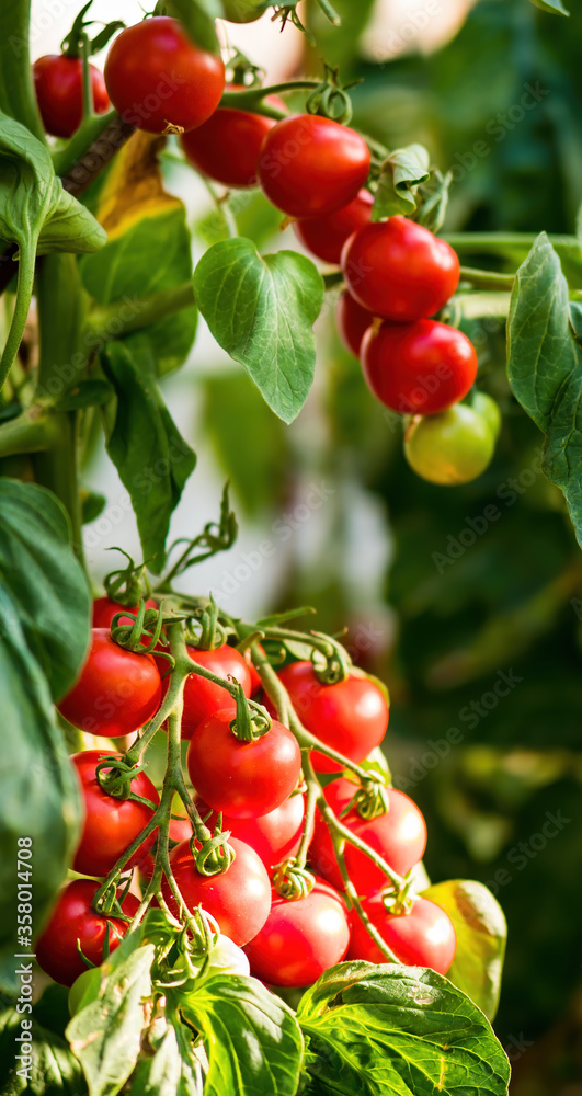 生长在温室里的成熟番茄。新鲜的一束红色天然番茄放在有机树枝上