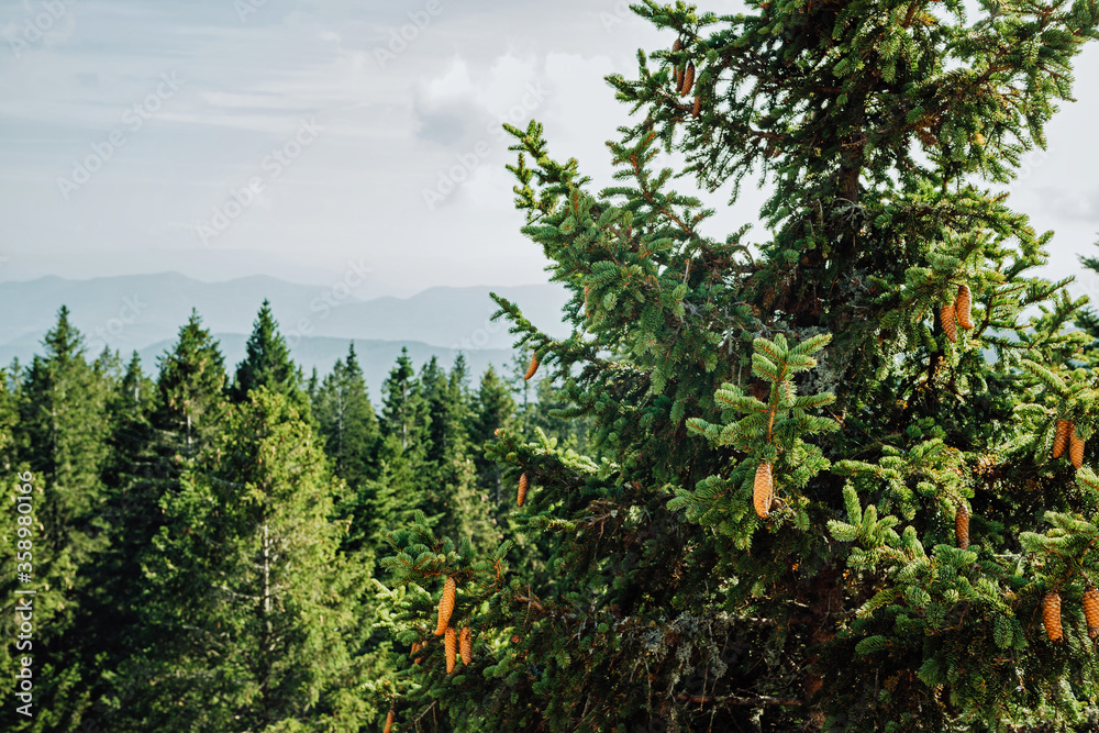 带球果的云杉顶部和蓝山背景下的绿色云杉林的美丽景色i