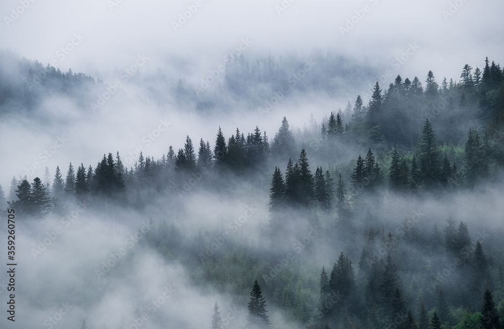 山上雾蒙蒙的森林。树木和薄雾的景观。雨后的景观。b的景色