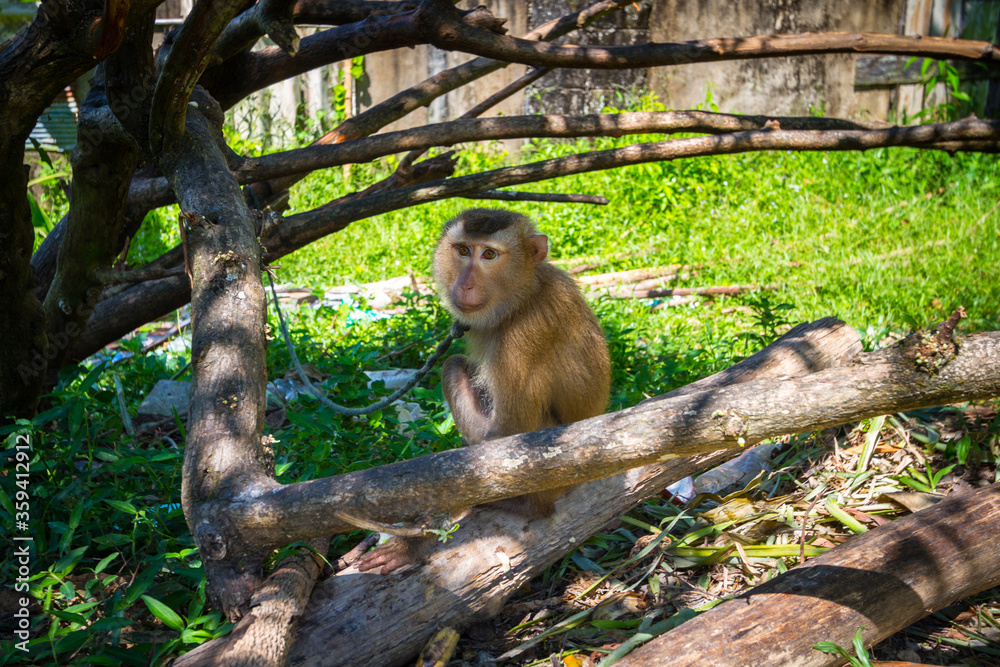 泰国家中拴着皮带的猕猴