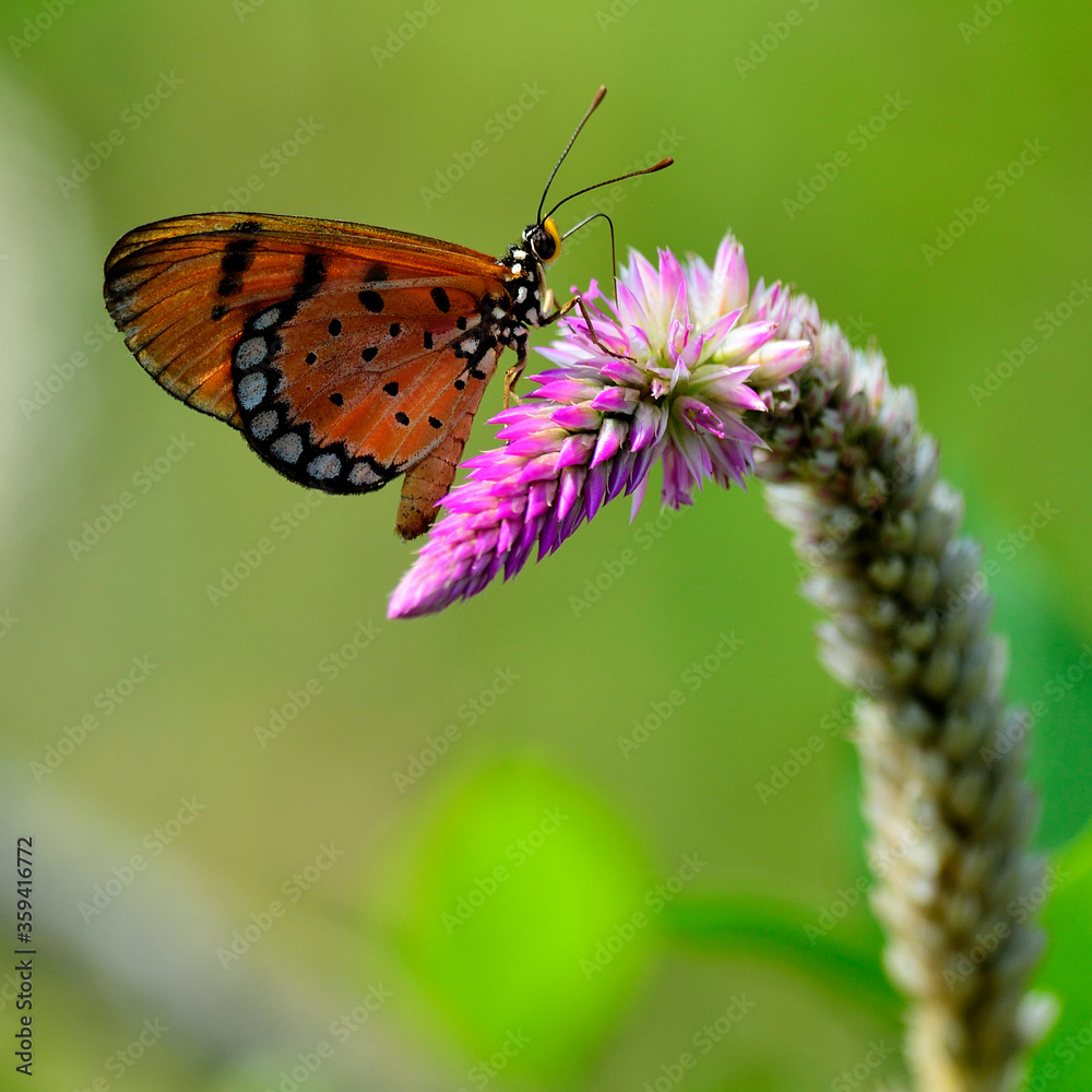 Tawny Costner蝴蝶栖息在粉红色的花朵上，蝴蝶和花朵