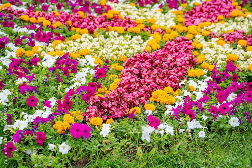 花园里五颜六色的花。裁剪的照片。夏天的风景。粉红色、黄色、白色的花和花丝